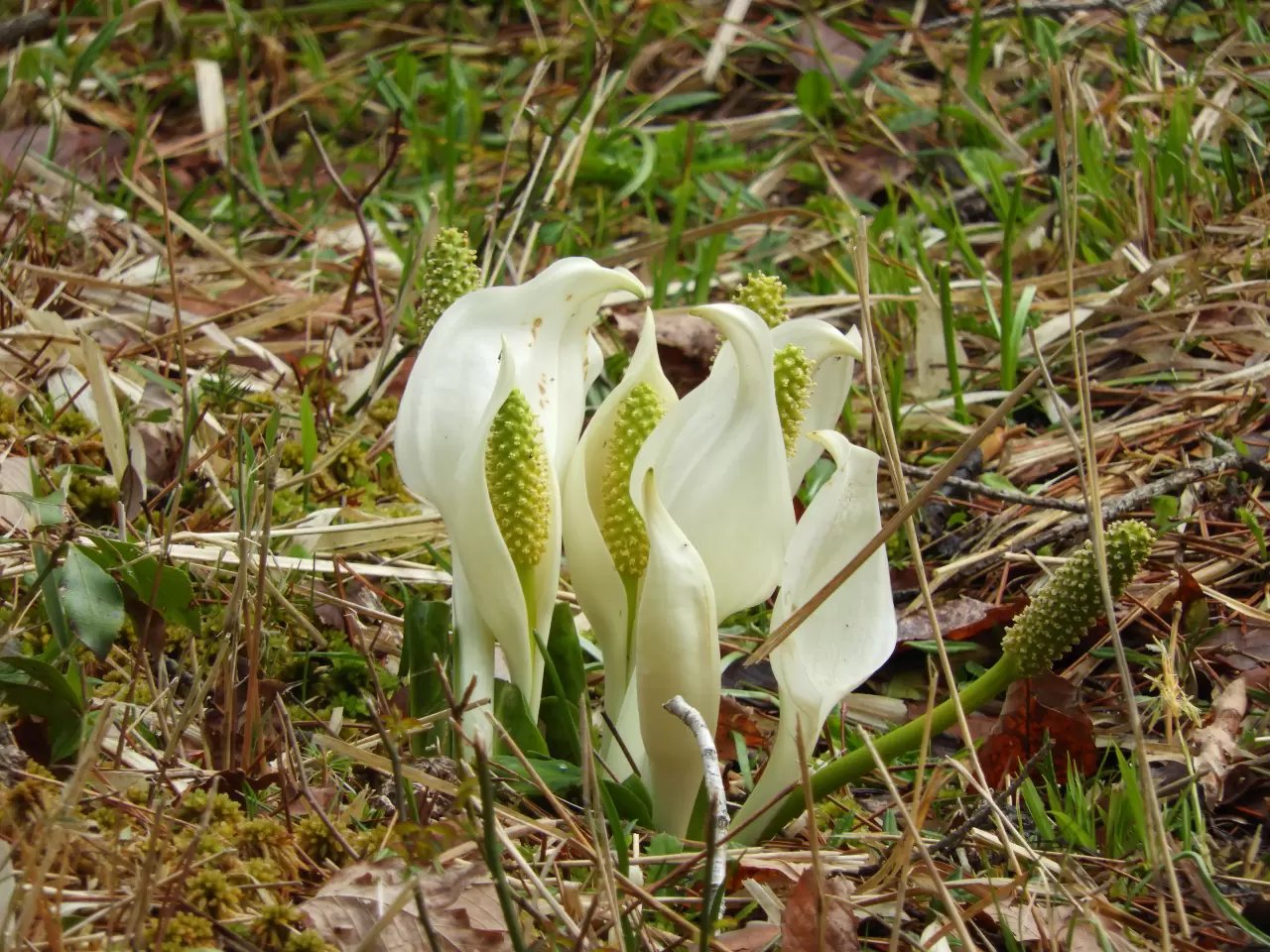 🏞️ 미네 공원 (미네코엔) 이미지 6